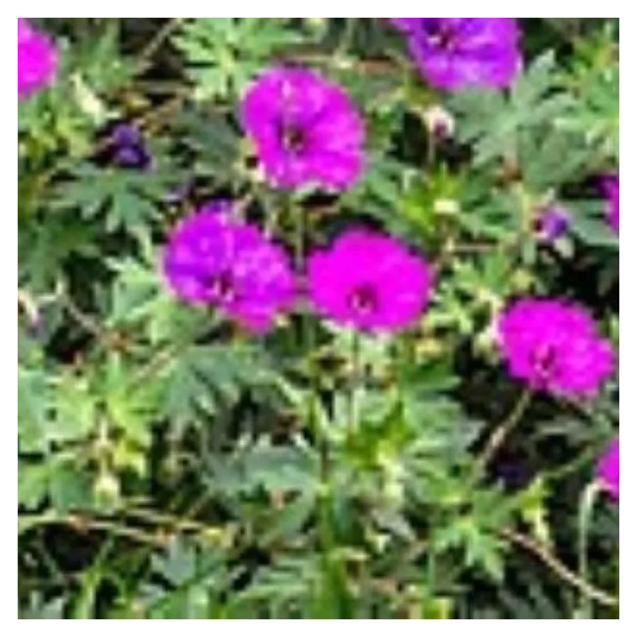 Geranium hybridum Deep Purple Bodziszek- Rośliny od Ogrodnika Szkółka Barcikowscy