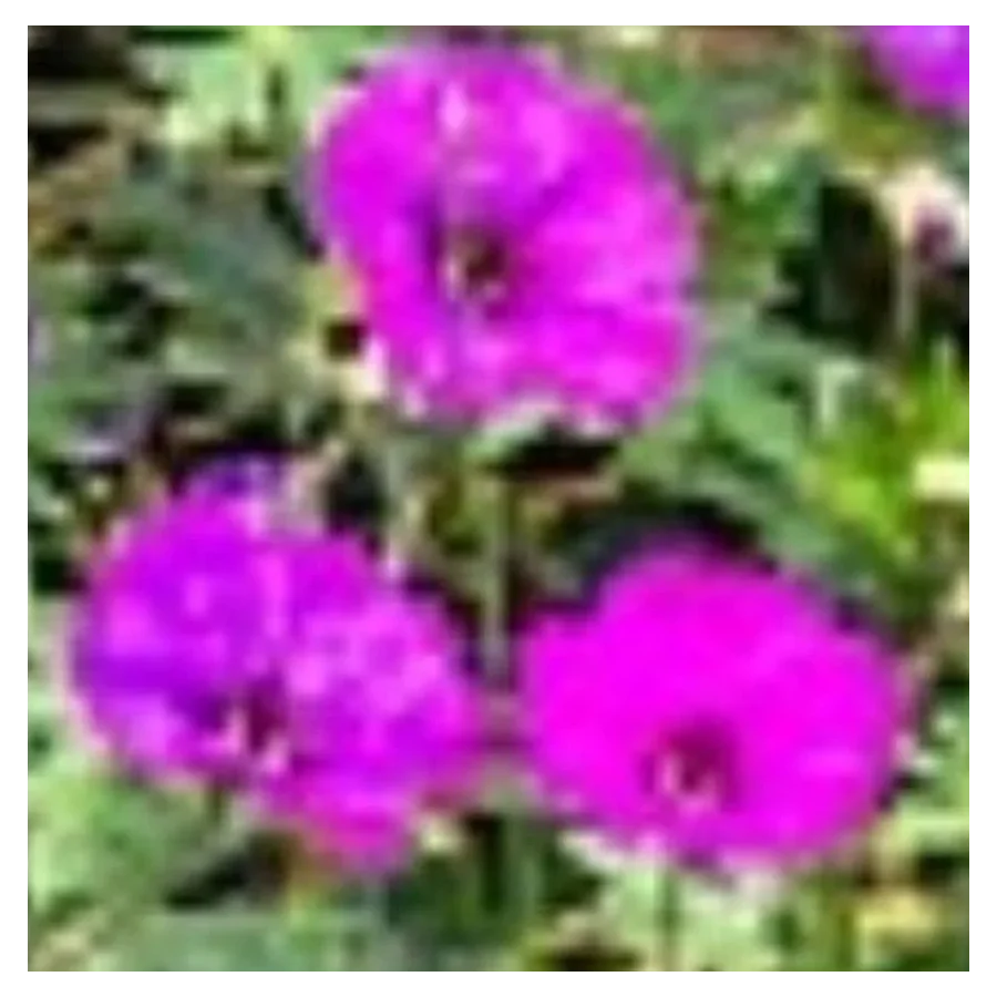 Geranium hybridum Deep Purple Bodziszek- Rośliny od Ogrodnika Szkółka Barcikowscy