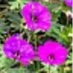 Geranium hybridum Deep Purple Bodziszek- Rośliny od Ogrodnika Szkółka Barcikowscy