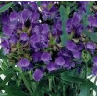 Prunella Freelander Blue Głowienka wielokwiatowa- Rośliny od Ogrodnika Szkółka Barcikowscy