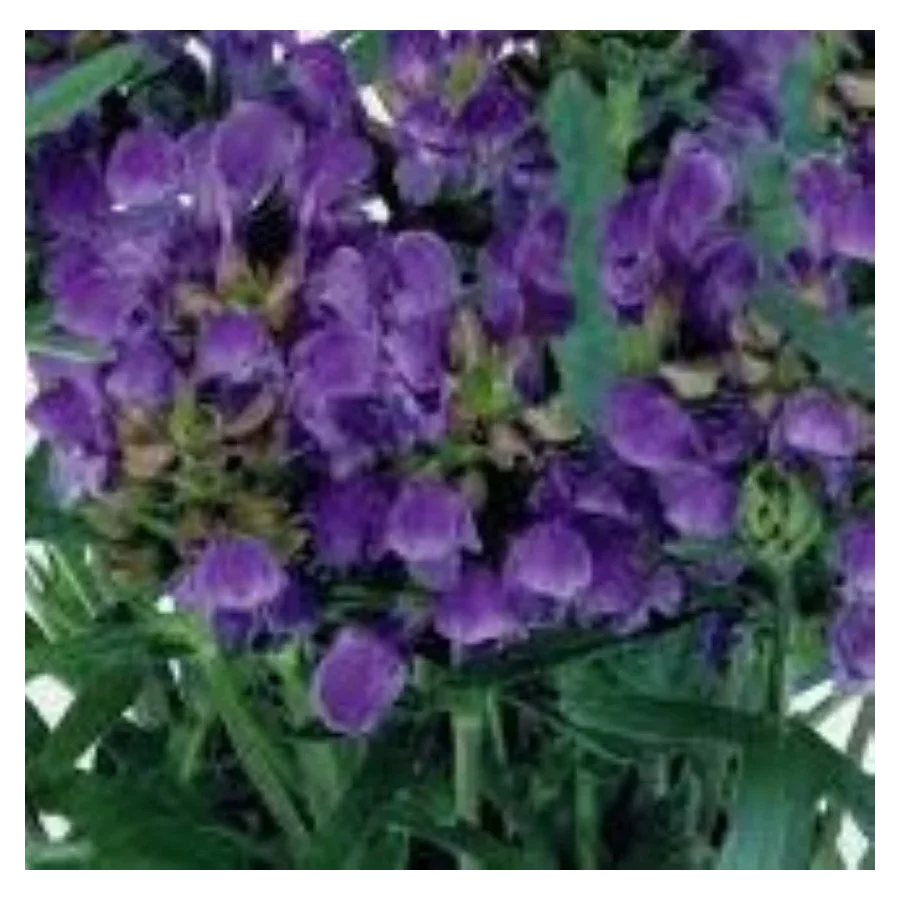 Prunella Freelander Blue Głowienka wielokwiatowa- Rośliny od Ogrodnika Szkółka Barcikowscy