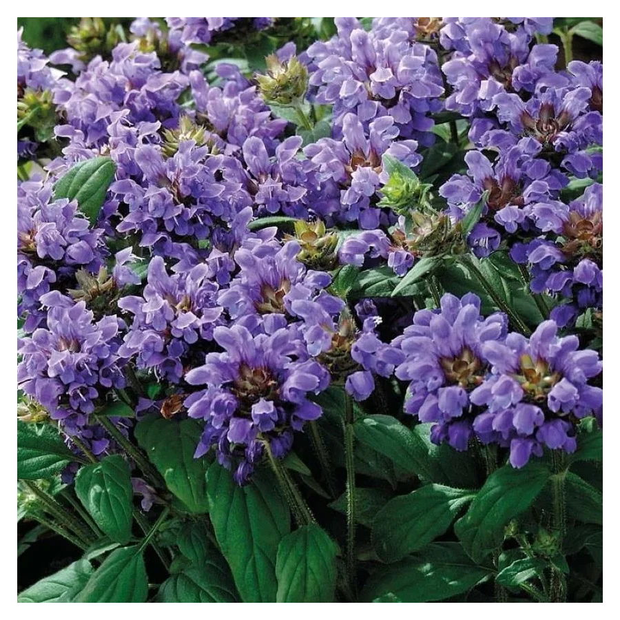 Prunella Freelander Blue Głowienka wielokwiatowa- Rośliny od Ogrodnika Szkółka Barcikowscy