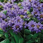 Prunella Freelander Blue Głowienka wielokwiatowa- Rośliny od Ogrodnika Szkółka Barcikowscy