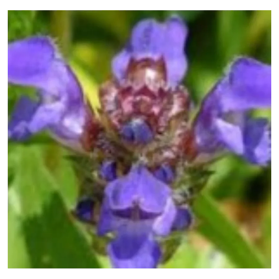 Prunella Freelander Blue Głowienka wielokwiatowa- Rośliny od Ogrodnika Szkółka Barcikowscy