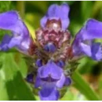 Prunella Freelander Blue Głowienka wielokwiatowa- Rośliny od Ogrodnika Szkółka Barcikowscy