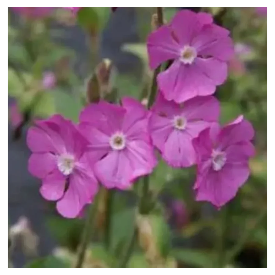 Silene dioica Minikin Firletka- Rośliny od Ogrodnika Szkółka Barcikowscy