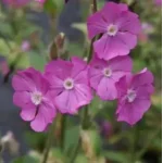 Silene dioica Minikin Firletka- Rośliny od Ogrodnika Szkółka Barcikowscy