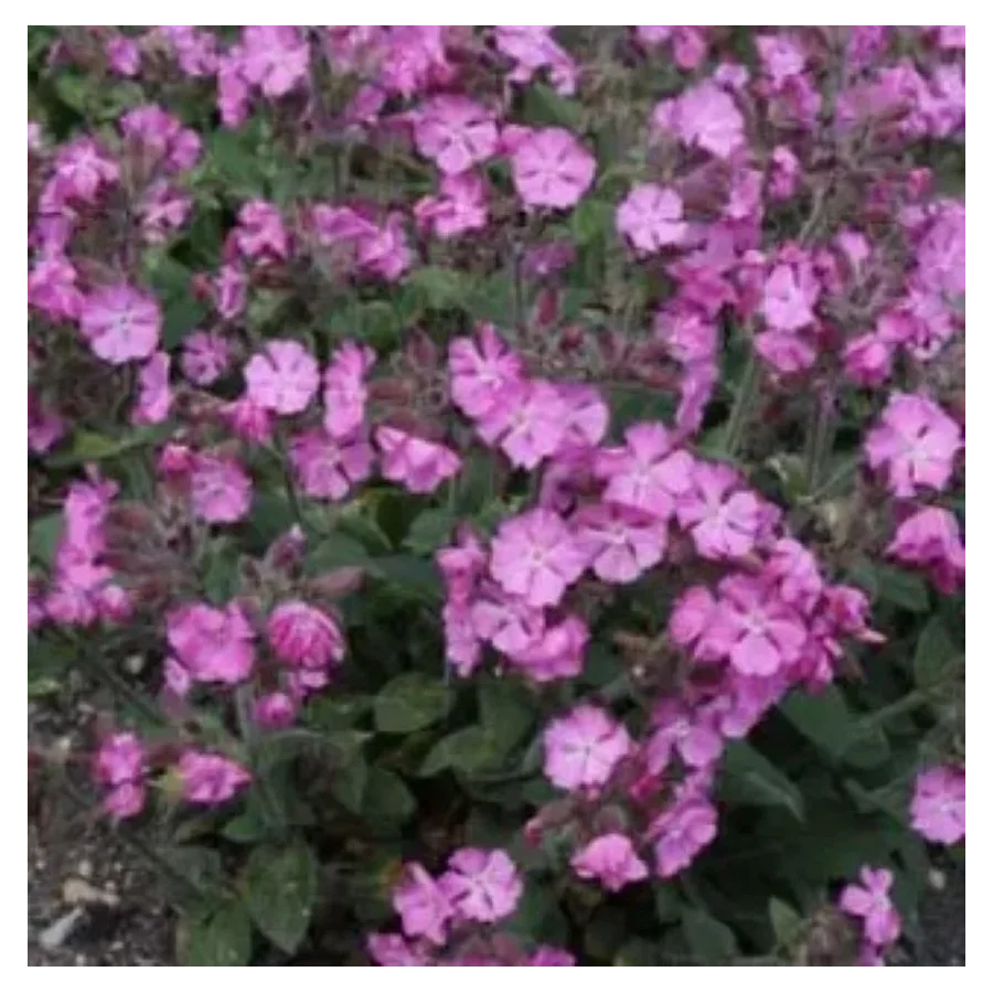 Silene dioica Minikin Firletka- Rośliny od Ogrodnika Szkółka Barcikowscy