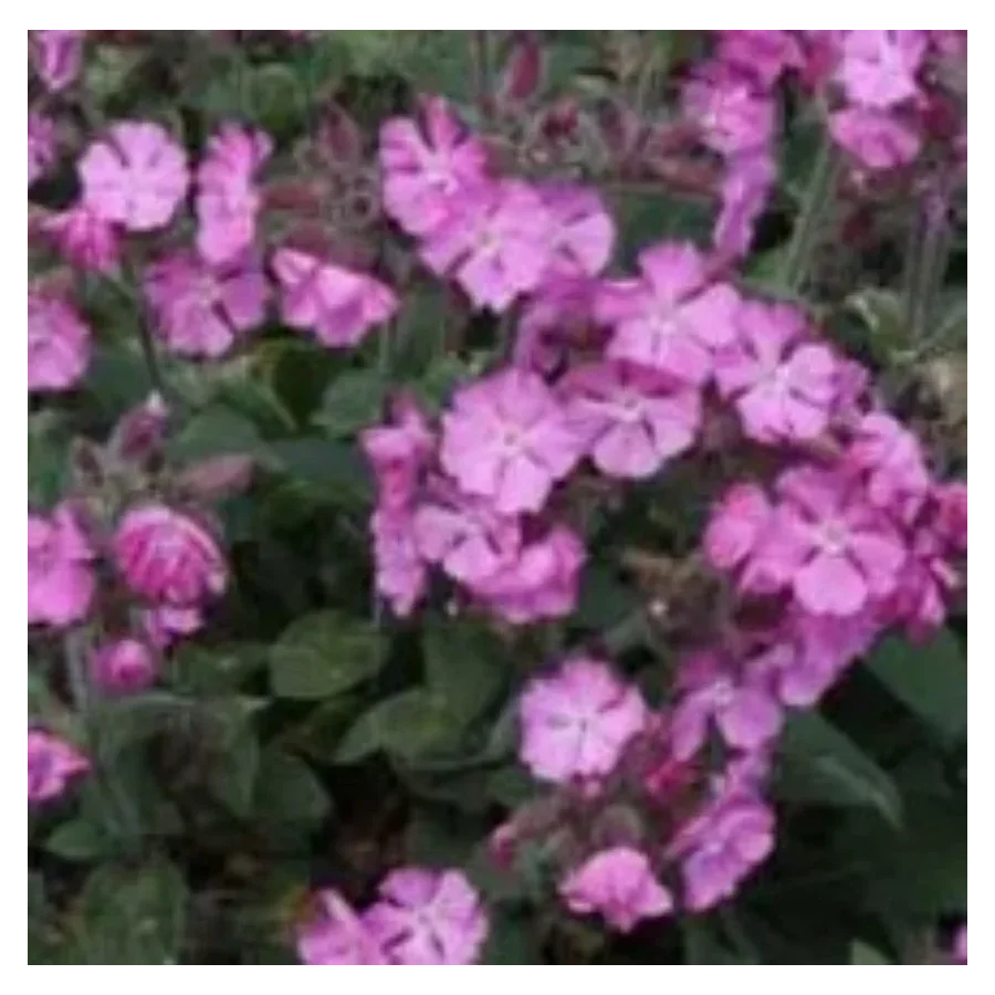 Silene dioica Minikin Firletka- Rośliny od Ogrodnika Szkółka Barcikowscy