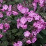 Silene dioica Minikin Firletka- Rośliny od Ogrodnika Szkółka Barcikowscy