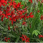 Silene virginiaca Burning Heart  Lepnica- Rośliny od Ogrodnika Szkółka Barcikowscy