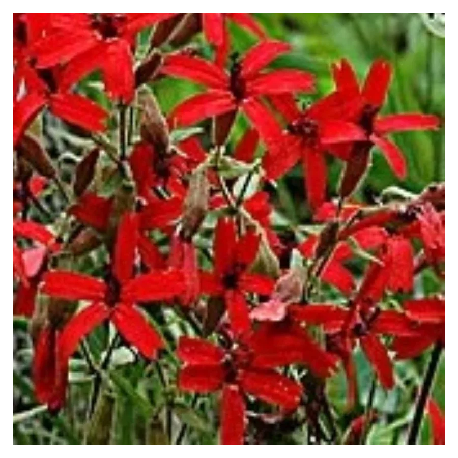 Silene virginiaca Burning Heart  Lepnica- Rośliny od Ogrodnika Szkółka Barcikowscy