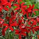 Silene virginiaca Burning Heart  Lepnica- Rośliny od Ogrodnika Szkółka Barcikowscy