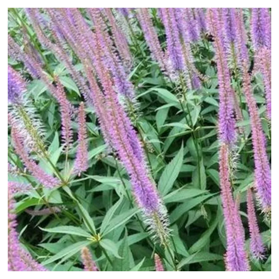 Veronicastrum virginicum Adoration Przetacznikowiec wirginijski- Rośliny od Ogrodnika Szkółka Barcikowscy