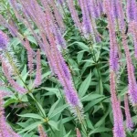 Veronicastrum virginicum Adoration Przetacznikowiec wirginijski- Rośliny od Ogrodnika Szkółka Barcikowscy