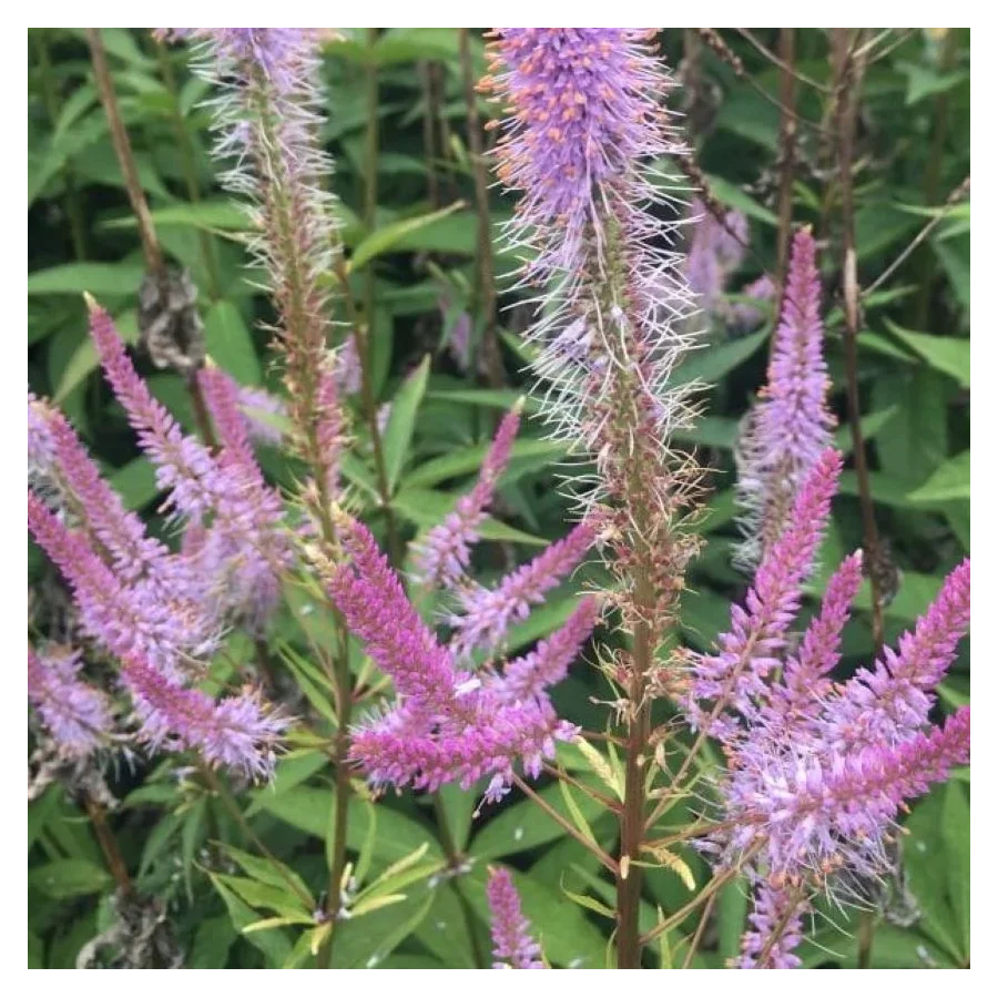 Veronicastrum virginicum Adoration Przetacznikowiec wirginijski- Rośliny od Ogrodnika Szkółka Barcikowscy