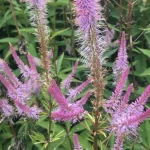 Veronicastrum virginicum Adoration Przetacznikowiec wirginijski- Rośliny od Ogrodnika Szkółka Barcikowscy