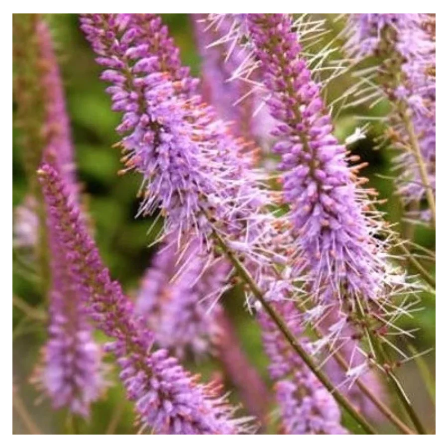 Veronicastrum virginicum Adoration Przetacznikowiec wirginijski- Rośliny od Ogrodnika Szkółka Barcikowscy