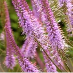 Veronicastrum virginicum Adoration Przetacznikowiec wirginijski- Rośliny od Ogrodnika Szkółka Barcikowscy