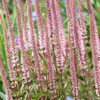 Veronicastrum virginicum Erika Przetacznikowiec wirginijski-Rośliny od Ogrodnika Szkółka Barcikowscy