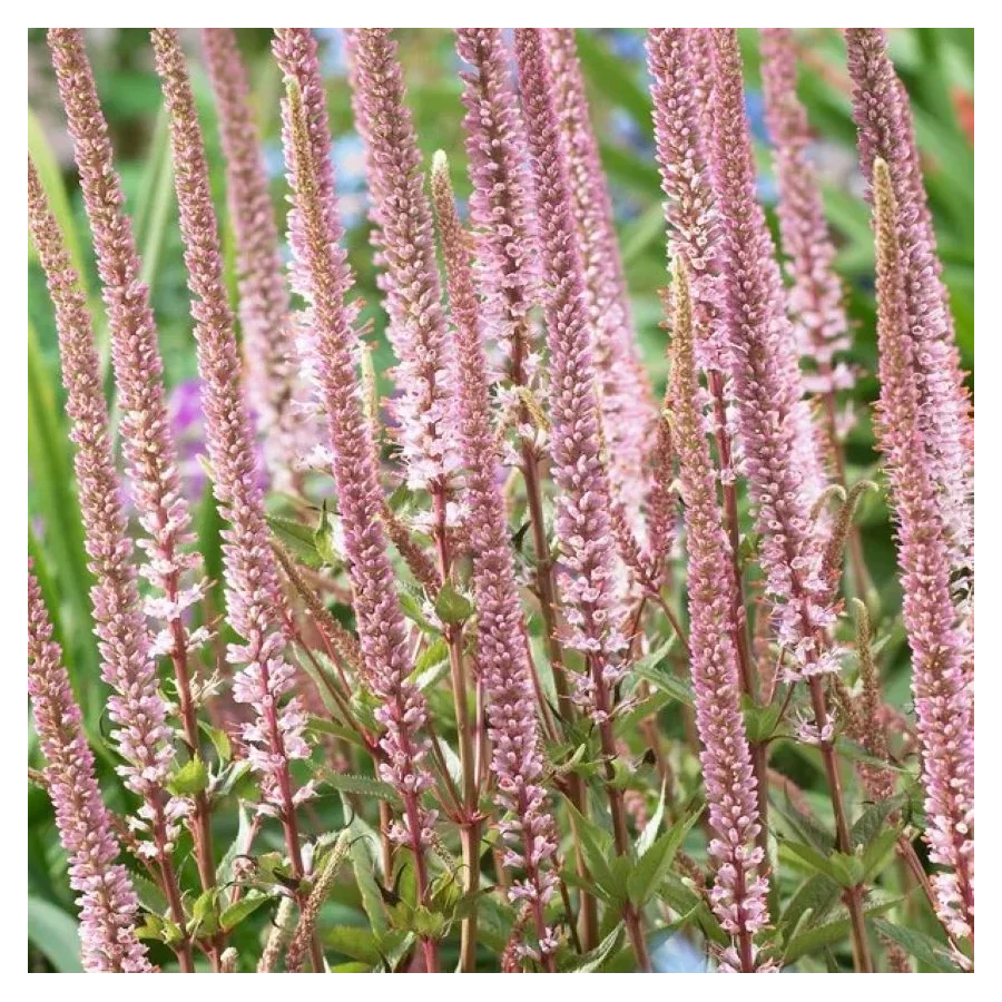 Veronicastrum virginicum Erika Przetacznikowiec wirginijski-Rośliny od Ogrodnika Szkółka Barcikowscy