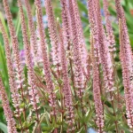 Veronicastrum virginicum Erika Przetacznikowiec wirginijski-Rośliny od Ogrodnika Szkółka Barcikowscy