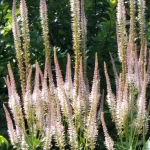 Veronicastrum virginicum Erika Przetacznikowiec wirginijski-Rośliny od Ogrodnika Szkółka Barcikowscy