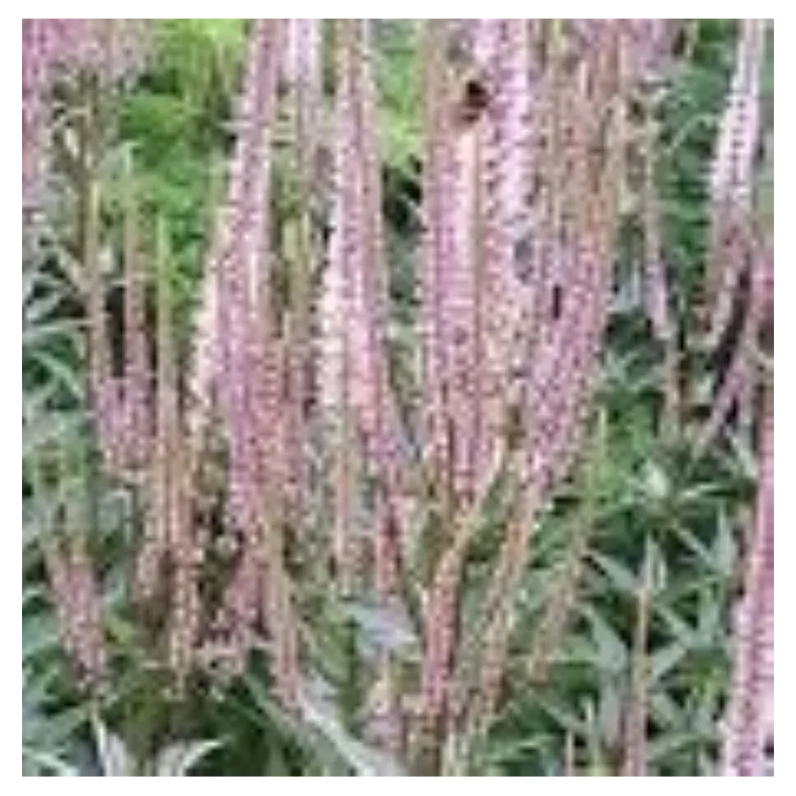 Veronicastrum virginicum Erika Przetacznikowiec wirginijski-Rośliny od Ogrodnika Szkółka Barcikowscy