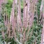 Veronicastrum virginicum Erika Przetacznikowiec wirginijski-Rośliny od Ogrodnika Szkółka Barcikowscy