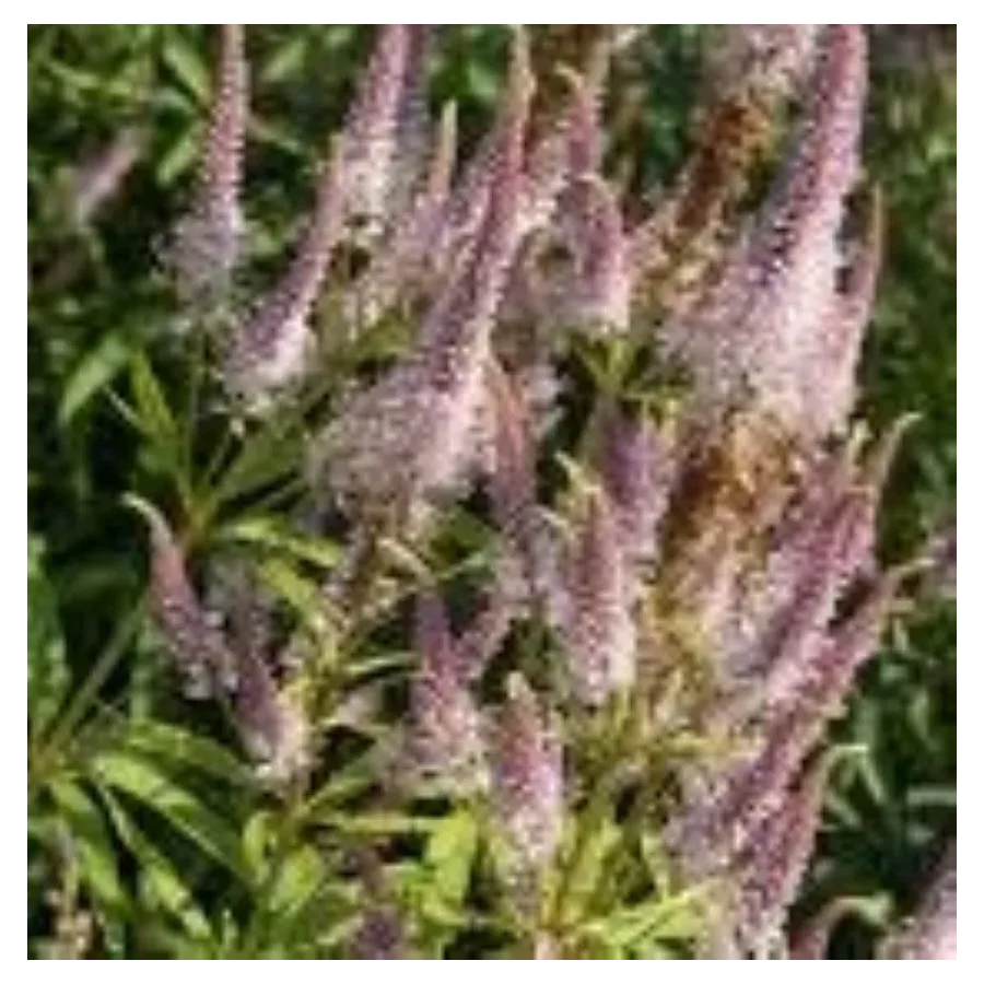 Veronicastrum virginicum Pink Glow Przetacznikowiec wirginijski- Rośliny od Ogrodnika Szkółka Barcikowscy