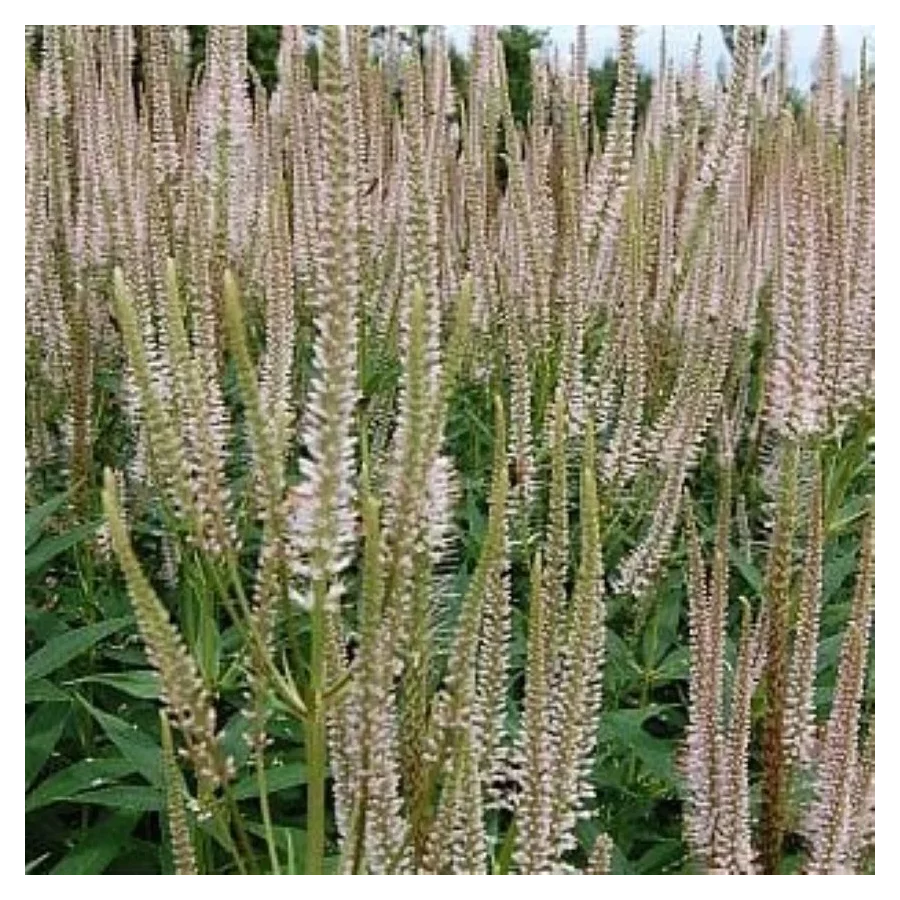 Veronicastrum virginicum Pink Glow Przetacznikowiec wirginijski- Rośliny od Ogrodnika Szkółka Barcikowscy