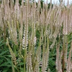 Veronicastrum virginicum Pink Glow Przetacznikowiec wirginijski- Rośliny od Ogrodnika Szkółka Barcikowscy