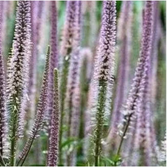 Veronicastrum virginicum Pink Glow Przetacznikowiec wirginijski- Rośliny od Ogrodnika Szkółka Barcikowscy