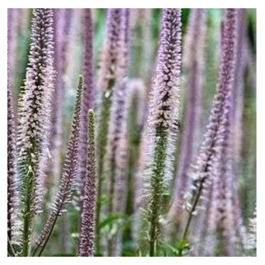 Veronicastrum virginicum Pink Glow Przetacznikowiec wirginijski- Rośliny od Ogrodnika Szkółka Barcikowscy