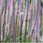 Veronicastrum virginicum Pink Glow Przetacznikowiec wirginijski- Rośliny od Ogrodnika Szkółka Barcikowscy