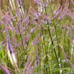 Veronicastrum virginicum Pink Glow Przetacznikowiec wirginijski- Rośliny od Ogrodnika Szkółka Barcikowscy