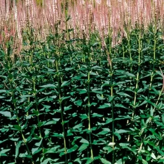Veronicastrum virginicum Roseum Przetacznikowiec wirginijski-  Rośliny od Ogrodnika Szkółka Barcikowscy