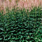 Veronicastrum virginicum Roseum Przetacznikowiec wirginijski-  Rośliny od Ogrodnika Szkółka Barcikowscy