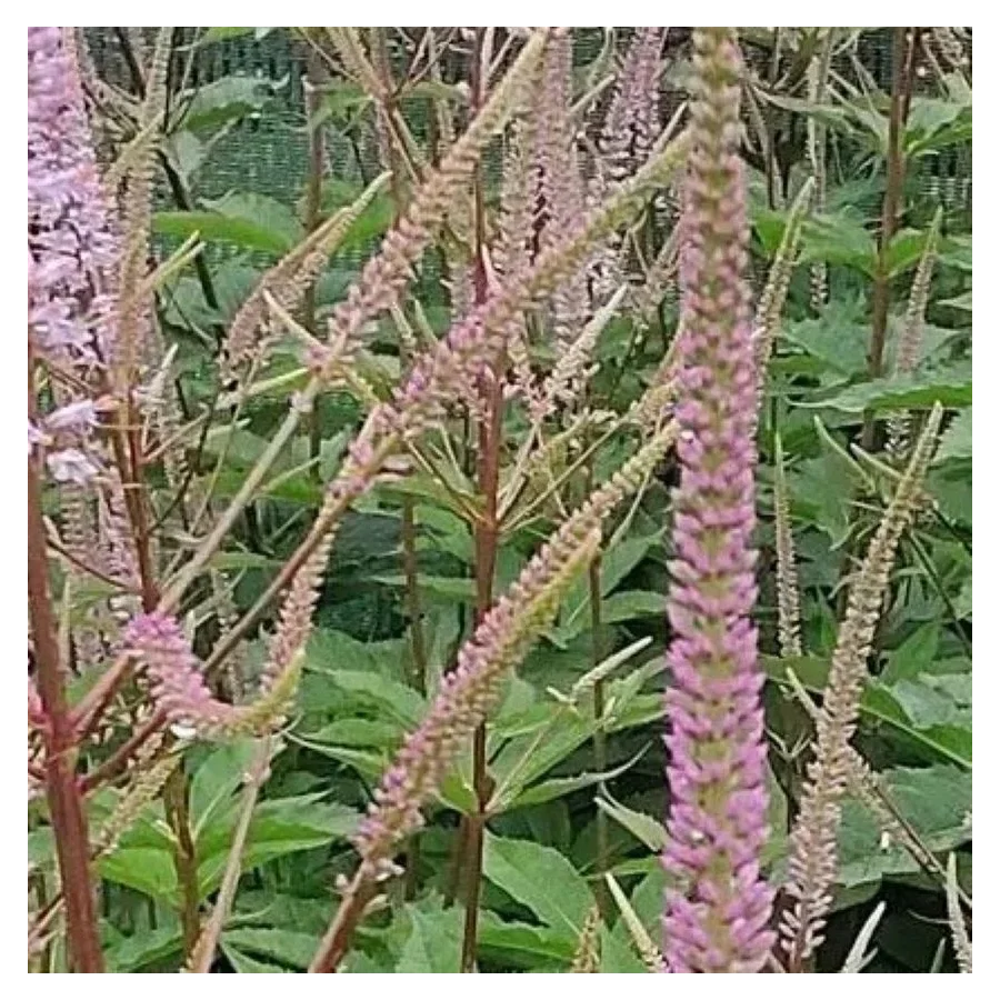 Veronicastrum virginicum Roseum Przetacznikowiec wirginijski-  Rośliny od Ogrodnika Szkółka Barcikowscy