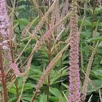 Veronicastrum virginicum Roseum Przetacznikowiec wirginijski-  Rośliny od Ogrodnika Szkółka Barcikowscy
