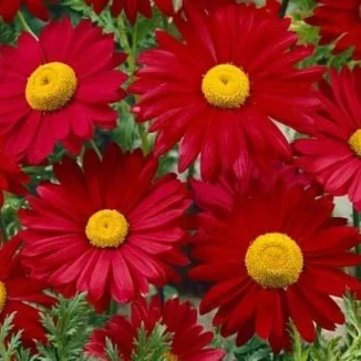 Leucanthemum coccineum Robinson's Red Złocień- Rośliny od Ogrodnika Szkółka Barcikowscy