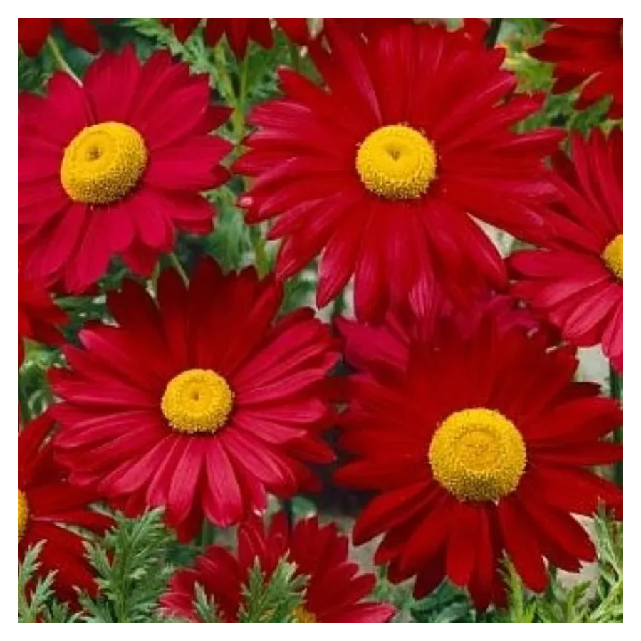 Leucanthemum coccineum Robinson's Red Złocień- Rośliny od Ogrodnika Szkółka Barcikowscy