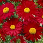 Leucanthemum coccineum Robinson's Red Złocień- Rośliny od Ogrodnika Szkółka Barcikowscy