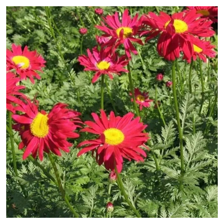 Leucanthemum coccineum Robinson's Red Złocień- Rośliny od Ogrodnika Szkółka Barcikowscy