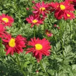 Leucanthemum coccineum Robinson's Red Złocień- Rośliny od Ogrodnika Szkółka Barcikowscy