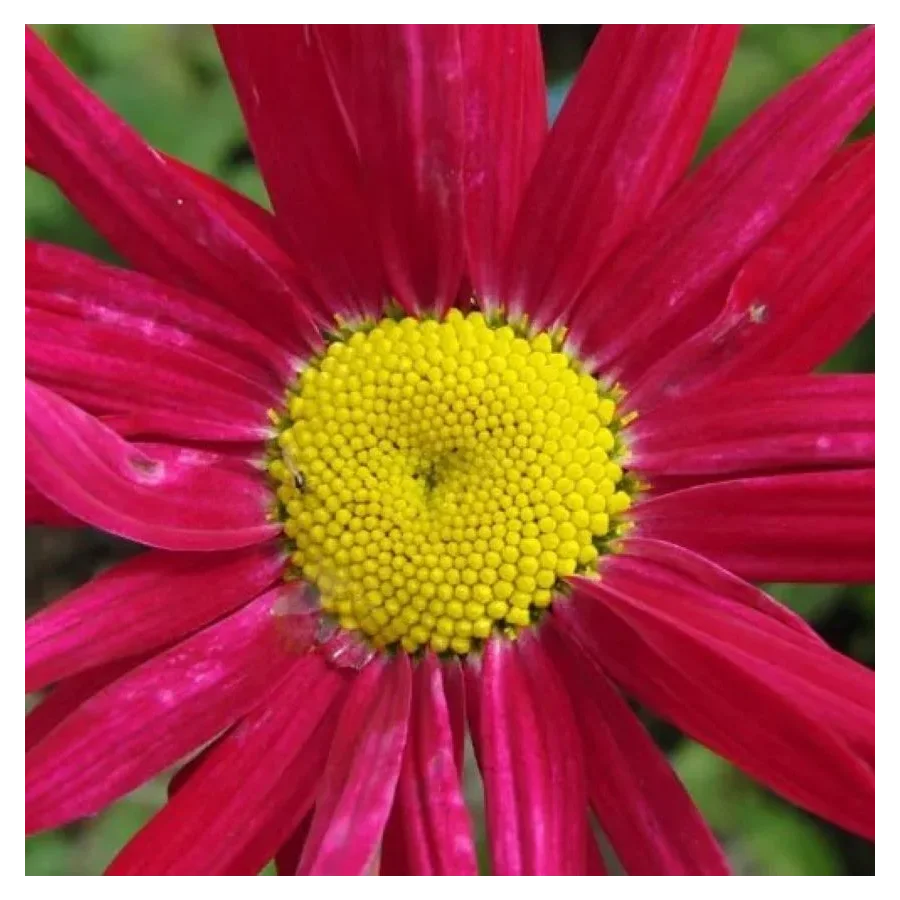 Leucanthemum coccineum Robinson's Red Złocień- Rośliny od Ogrodnika Szkółka Barcikowscy