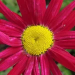 Leucanthemum coccineum Robinson's Red Złocień- Rośliny od Ogrodnika Szkółka Barcikowscy