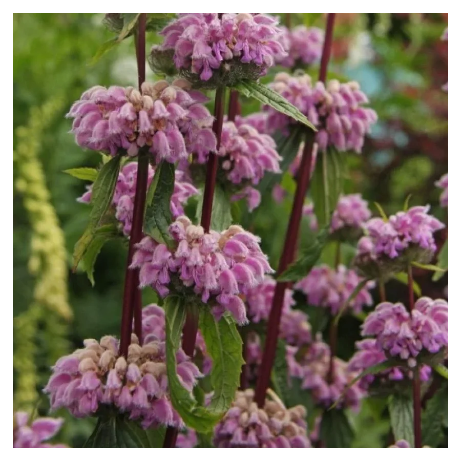 Phlomis tuberosa Bronze Flamingo Żeleźniak bulwiasty-Rośliny od Ogrodnika Szkółka Barcikowscy