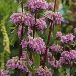 Phlomis tuberosa Bronze Flamingo Żeleźniak bulwiasty-Rośliny od Ogrodnika Szkółka Barcikowscy