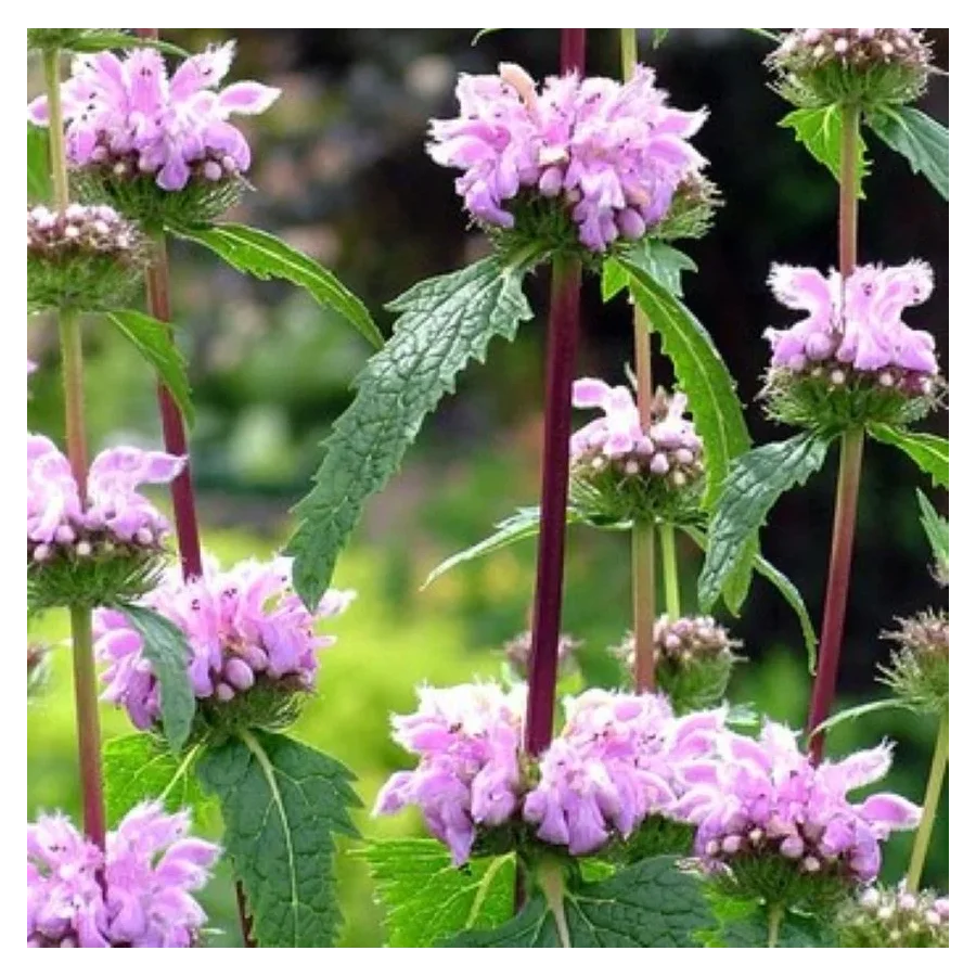 Phlomis tuberosa Bronze Flamingo Żeleźniak bulwiasty-Rośliny od Ogrodnika Szkółka Barcikowscy